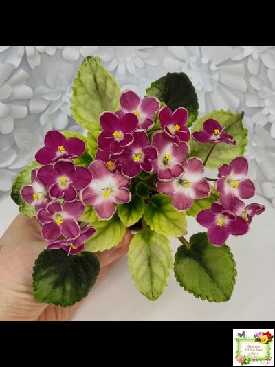 Mac&#039;s Scorching Sun (G. McDonald) (лист посажен 29.10.25)