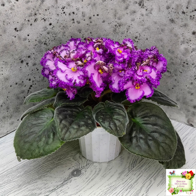 Lyon's Pirate's Treasure (S. Sorano) (8529) 11/09/1996