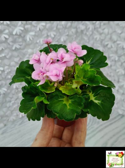 Goldilocks (L.Ray) (Голдилокс) (гёрл-лист с кроновой пестролистностью)