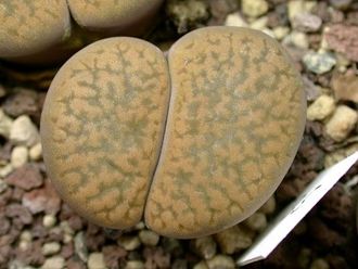 Lithops hookeri v.marginata C035 (MG) - 10 семян