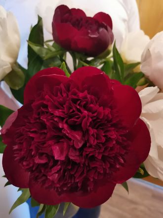 Paeonia Red charm
