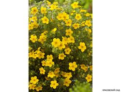 Лапчатка кустарниковая Голдфингер Купить Саженцы в Москве