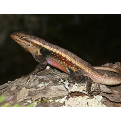 Розовобрюхая заборная игуана, изменчивая колючая игуана (Sceloporus variabilis)