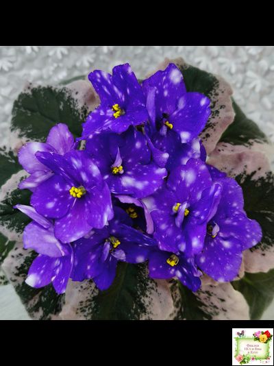 Rivermist Heavenly (J. Baker) (10985) NEW 05/21/2018