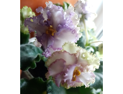 09) КО-Молодо-Зелено (цвет)