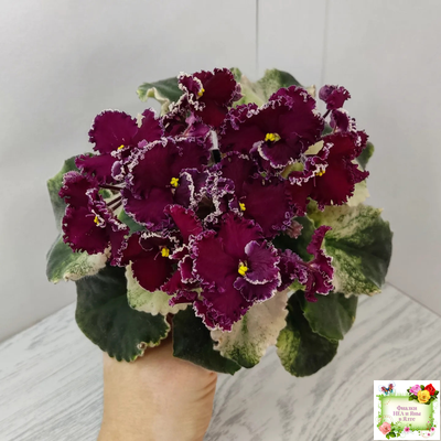 ЛЕ-Шелковые Кружева (Е. Лебецкая) 2017 г. (лист посажен 28.01.26)