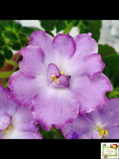 АВ-Девочка с Севера (Фиалковод) 2021 г. (лист посажен 04.09.25)