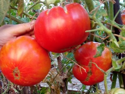 Томат Нонна Антонина (Nonna Antonina)