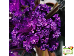 НД-Магнитная Аномалия Люкс (Н. Данилова-Суворова)