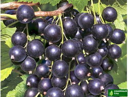 Смородина черная "Кентавр"