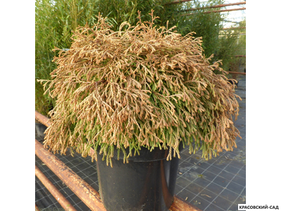 Туя Голден Таффет - Golden Tuffet