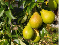 Паттен (груша), 1год, ЗКС