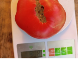 Гном Малли Роуз / Dwarf Mallee Rose