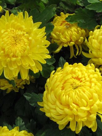 Хризантема горшечная Cosmo Yellow, укорененный черенок, ЗКС