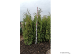 Туя Кинг Брабант - King Brabant