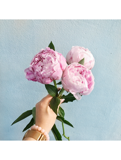 3 розовых пиона