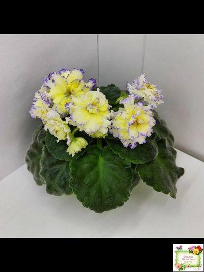 ЛЕ-Золото Нибелунгов (Е. Лебецкая) 2017 г.