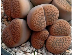 Lithops hookeri C340 (MG-1616.22) - 10 семян