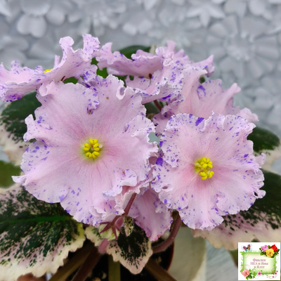 НД-Хоровод  (Н.Данилова-Суворова) 2021 г.