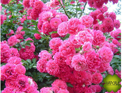 РОЗА ПЛЕТИСТАЯ "ДОРОТИ ПЕРКИНС" (очень обильное цветение)