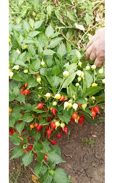 Перец острый Клювик красный (Biquinho)