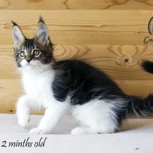 Волгоградский питомник Мейн кунов GangsterCat. Сайт: www.gangstercat.ru Тел: +7 (917) 335-09-66 (WhatsApp, Viber, Telegram), Татьяна.