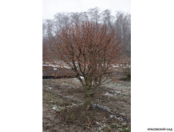 Топиар Липа мелколистная в форме шара