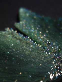 Волшебные серьги с крыльями настоящей феи - "Крылышки Зелёной Феи Зыбких Болот"