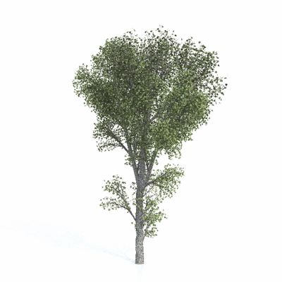 лиственные Тополь черный Rus12