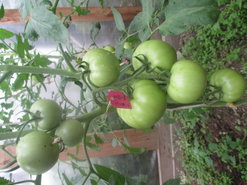 Томаты  сорта "Малиновый рай F1" из серии "Малиновое чудо" от "Садов России". Плоды крупные, кисти хорошие, но пока не поспели.