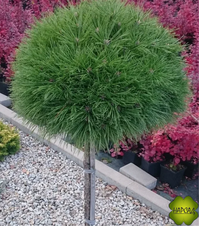 СОСНА НА ШТАМБЕ "ВАРЕЛЛА" (штамб 70 см)