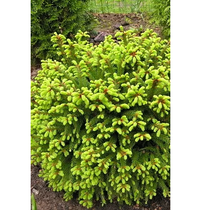 Ель обыкновенная Barryi