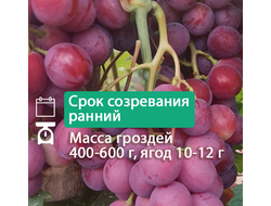 Гранатовый браслет