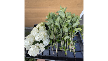 Подготовка черенков для зеленого черенкования гортензий.