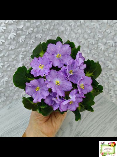 АВ-Девочка с Севера (Фиалковод) 2021 г.