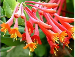 Жимолость Брауна, C3