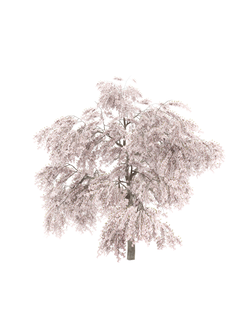 цветущие Вишня Максимовича 7