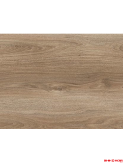 Ель европейская 33 класс