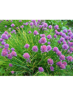 Лук шнитт (Лук скорода)