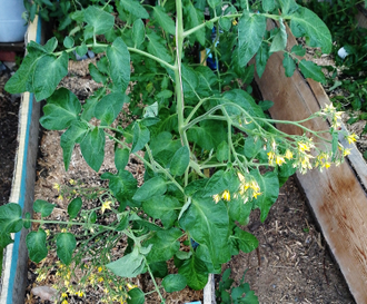 Семена томата Поцелуй герани