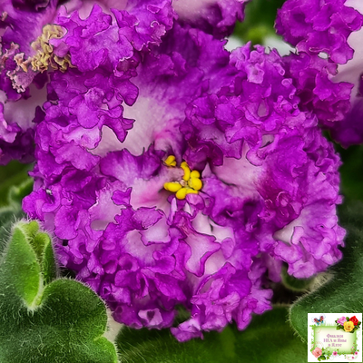 ПТ-Принцесса Ясмин (Т. Пугачева) 2019 г.