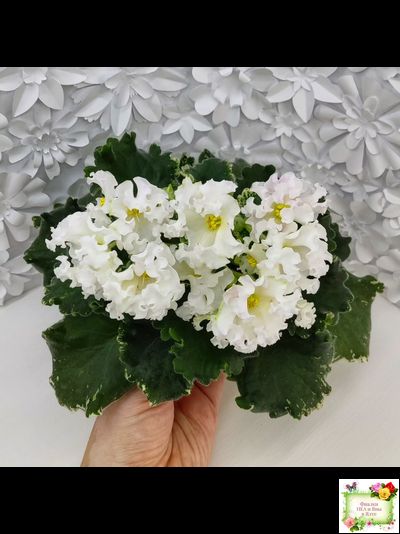 Dn-Macabeo (Д. Денисенко) 2019 г. (укоренённый лист)