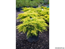 Можжевельник Голдкиссен с доставкой в Москве в питомнике красовский-сад.рф