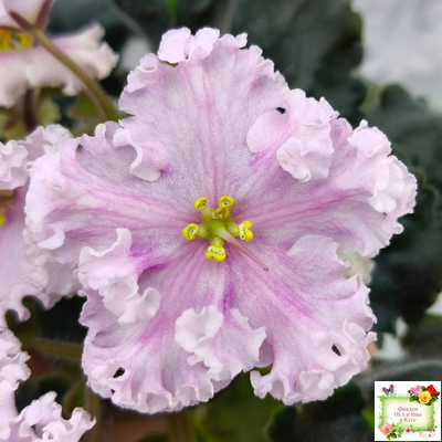 ВаТ-Любимая Внучка (Т.Валькова) 2016 г.