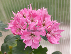 Пеларгония Ирида Реснички