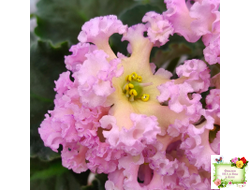 РМ-Оранжевое Лето (Н. Скорнякова) 2022 г.