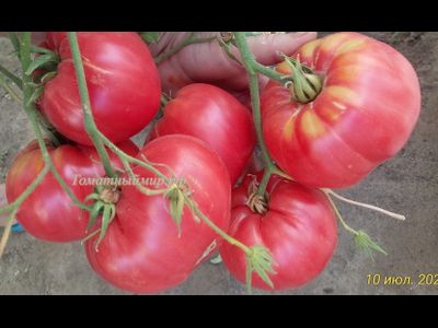 Томат Настоящий Бельмонте из Калабрии (Belmonte vero Calabro, Italy)