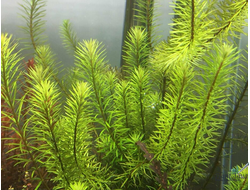 Ротала макрандра