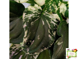 LV-Девятый Вал (Л. Шевелева) 2024 г. трейлер (2 листа с детками укор. в 1 стак.)