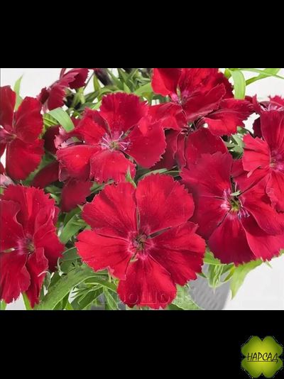 ГВОЗДИКА В АССОРТИМЕНТЕ